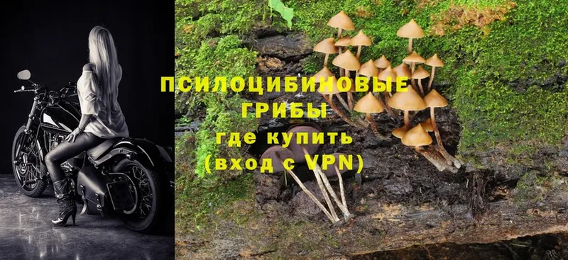 цены   Нытва  Псилоцибиновые грибы Cubensis 